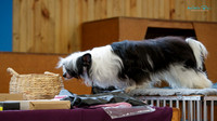 Manawatu Toy Dog Club