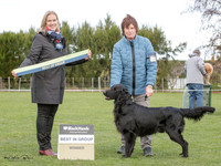 Gundogs