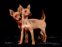 Toy Dog Fair