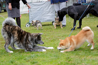 Eastern Bay of Plenty Kennel Association