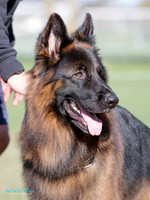 Long Stock Coat Dogs