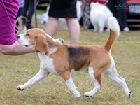 KB019499