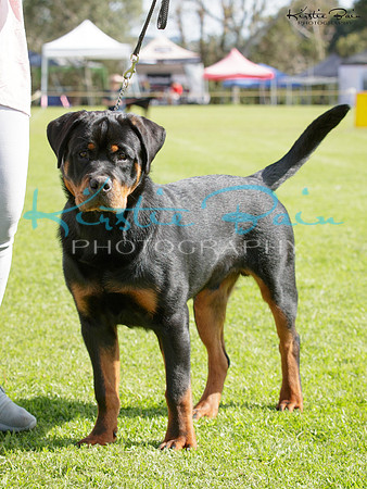 KBP21121