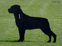 Dog Classes