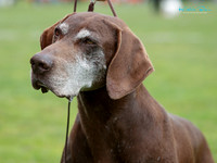 Waikato Gundog Club