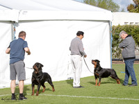 Best in Show