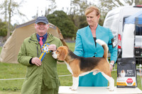 Hounds