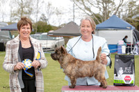 Terriers