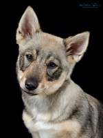 KB013529
