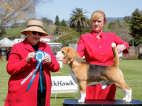Hounds