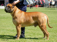 Central North Island Utility and Non-sporting Dog Association