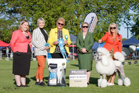 Best in Show
