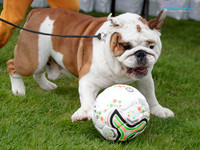 Wellington Bulldog Club