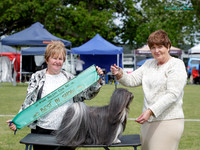 Best in Show