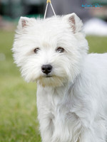 The Terrier Club
