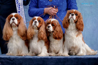 Tiki Cavalier King Charles Spaniel Club