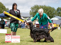Gundogs