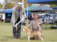 Hounds