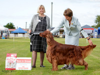 Gundogs
