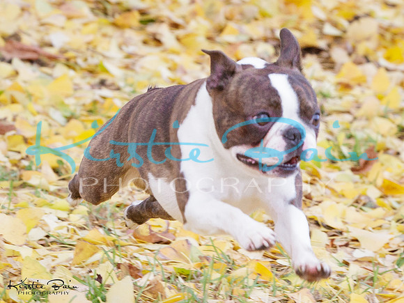 KBP19488