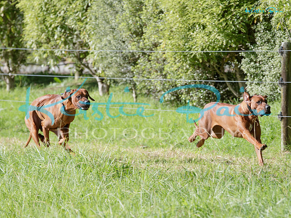 KBP24231