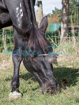 KBP23608