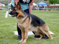 Stock Coat Dogs