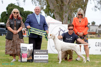 Best in Show
