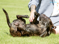 Dog Classes