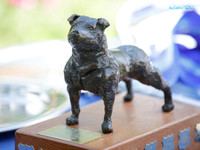 Southern Cross Staffordshire Bull Terrier Club