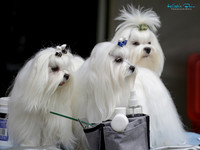 2026 Dog Shows