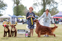 Gundogs