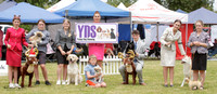 Young Dog Showing