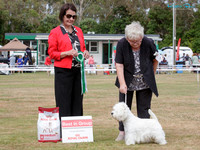 Terriers