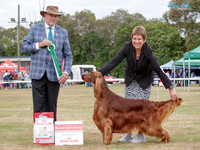 Gundogs