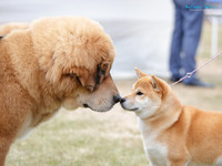 Manawatu Kennel Association