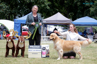 Gundogs