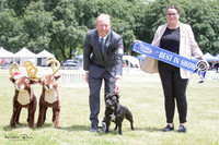 Sunday Best in Show