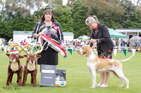 Gundogs