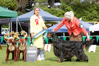 Gundogs