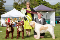 Continental Gundog Club