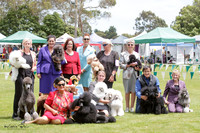 Dominion Poodle Club