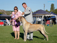 Best in Show