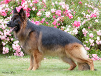 KBP24277