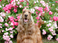 Wairarapa Kennel Association