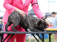 Wellington Bulldog Club
