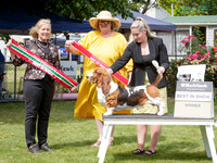 Best in Show