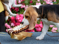 Wellington Hound Association