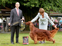 Gundogs