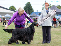 Sunday Best in Show